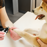 Electric Nail Trimmer For Dogs